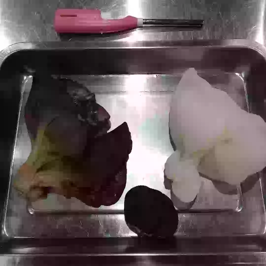 宮崎県の西都市で作られてる生のキクラゲ、白と黒が初入荷しました!きくらげ堂の黒木さんが愛情一杯に育ててます。先日栽培場にも伺わせて頂きましたました!真ん中の一般的なキクラゲと比べると大きさがわかると思います。味、厚み、大きさ全て最高です。夜のコースで提供させていただきますのでこの機会にお越し下さい。#中国料理川#中国料理#川#宮崎#宮崎中華#宮崎グルメ#宮崎ランチ#宮崎ディナー#ウラタチ#miyazaki#宮崎市#四川料理#chinese#miyazakichinese#きくらげ堂#